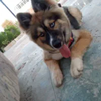 سگ.