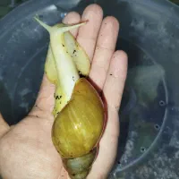 حلزون آلبینو/ حلزون تراپی
