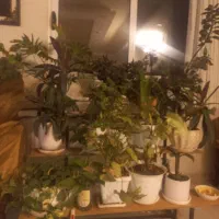 گل طبیعی حراج واقعی