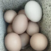 تخم مرغ محلی