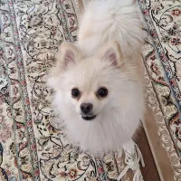 سگ پاپی گمشده