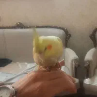 عروس هلندی