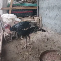 بوقلمون|حیوانات مزرعه|اهواز, اسماعیلیه|دیوار