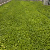 خانه ویلایی اجاره