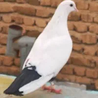 ماده دم سیاه مهر مهر