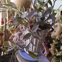 گیاه طبیعی آپارتمانی|گل و گیاه طبیعی|تهران, شادمان|دیوار