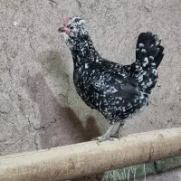 مرغ گلین
