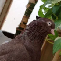 کبوتر ابادانی