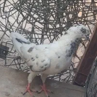 کفتر پرشی ماده|پرنده|قم, قلعه کامکار|دیوار