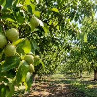 باغ گردو ومیوه درگلیان
