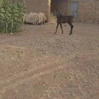 اسب مادیان و کره نریان|اسب و تجهیزات اسبسواری|شهریار, شهریار|دیوار