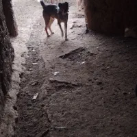 کفتر آدم خور