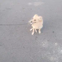 سگ پامر روباهی..ماده.زرنگ وباهوش وخوش رنگ|سگ|بیرجند, |دیوار