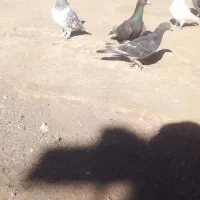 فروش شیش تا کفتر قلدور