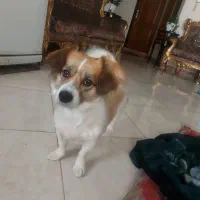 پیدا کردن سگ