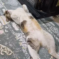 واگذاری بچه گربه سه ماهه|گربه|کرج, خرمدشت|دیوار