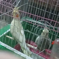 یک جفت عروس هلندی نر وماده بالغ