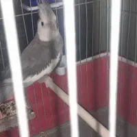 مرغ عروس|پرنده|کاشان, لتحر|دیوار