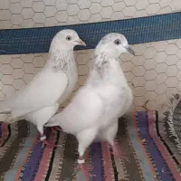 کبوتر|حیوانات|بندرعباس, |دیوار