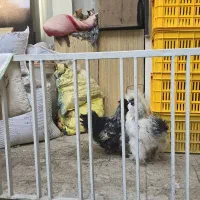 خروس ابریشمی