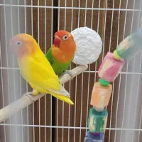 جفت کوتوله برزیلی مولد