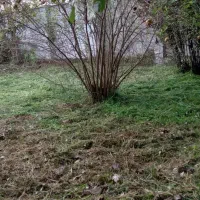 علف زنی و هرس کردن درختان با دستگاه|خدمات باغبانی و درختکاری|رشت, حومه رشت|دیوار