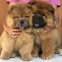 چاوچاو خرسی|سگ|تهران, اختیاریه|دیوار