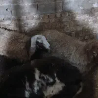 بره نر هم کشتاری هم داشتی