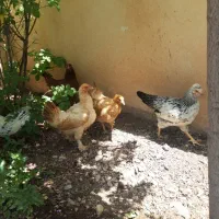مرغ تخم گذار