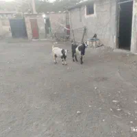 این دو عدد هم چاق هستند قیمت هیچده میلیون تمام|حیوانات مزرعه|طرهان, |دیوار