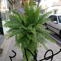هامولومنا
