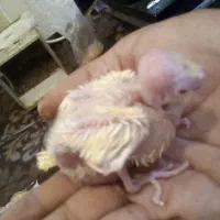 جوجه آلبینو