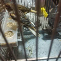 قناری نر وماده سه تا 2500|پرنده|تبریز, |دیوار