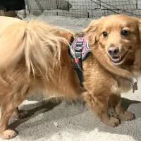 سگ نژاد اشپیتز