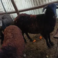 گوسفند