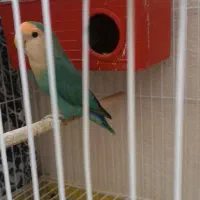 کوتوله برزیلی مولد