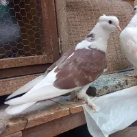 کبوتر 6 تا هما کاکلی پا چکمه جنس پرش