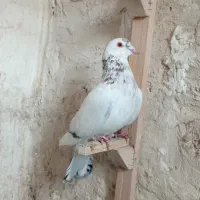 کفتر صید|پرنده|شیروان (خراسان), |دیوار