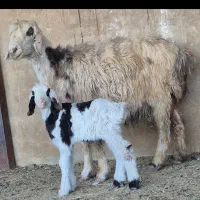 فروش دوراس شیشک بختیاری دوبره ای و یه بره ای|حیوانات مزرعه|طسوج, |دیوار