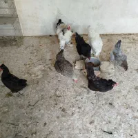مرغ وخروس|حیوانات مزرعه|شیراز, شاهچراغ|دیوار