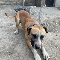 پیتول نر ژرمن