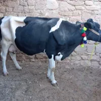 گاو هلشتاین.|حیوانات مزرعه|مسجد سلیمان, |دیوار