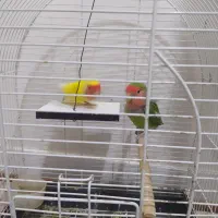 کوتوله برزیلی