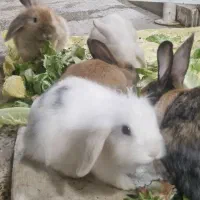 خرگوش لوپ|موش و خرگوش|قروه, |دیوار