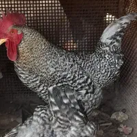 خروس اصل آمروک