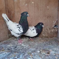 فروش دو کبوتر سینه ای وکله ای|پرنده|بم, |دیوار