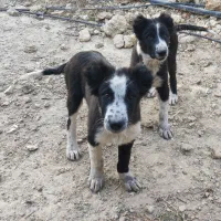 واگذاری توله 3 ماه  قدرجونی