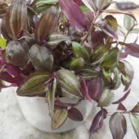 گل زیبای طبیعی