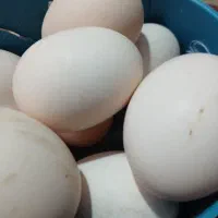 تخم مرغ وجوجه  براکل  بلژیکی موجود دارم