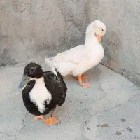 اردک